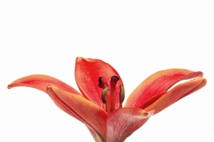 El aceite de lirio se utiliza a menudo en los aceites de baño, aceites de masaje, cremas hidratantes de piel y otros cosméticos.