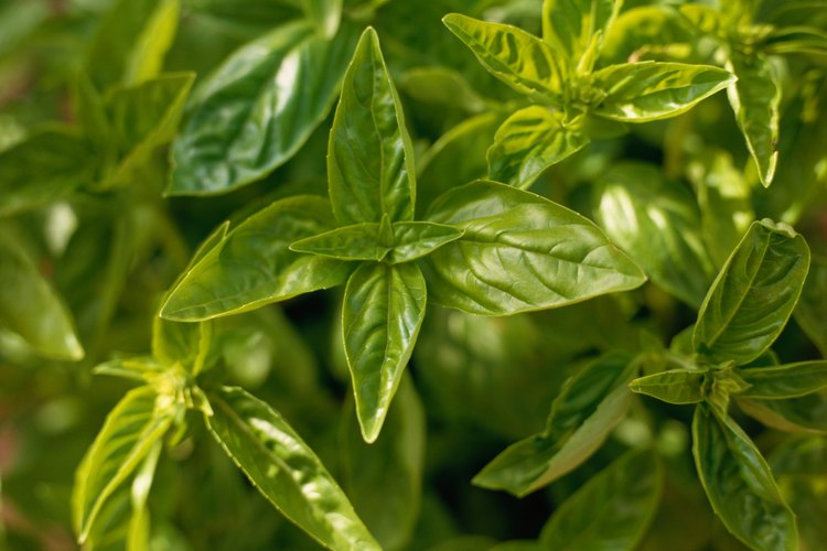Algunas variedades de albahaca, tienen abigarramiento natural.