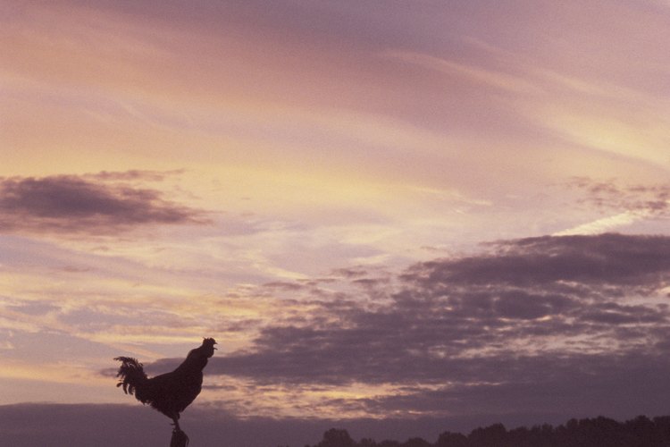 Los gallos suelen cantar al amanecer.