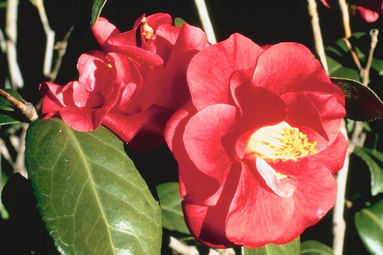 Los arbustos de camelia siempre verdes florecen con flores como rosas.