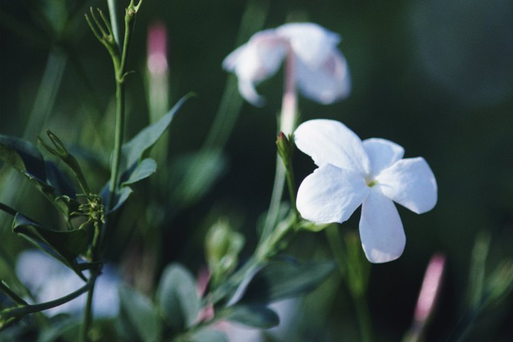 Las plantas de jazmín no son tóxicas para los animales.