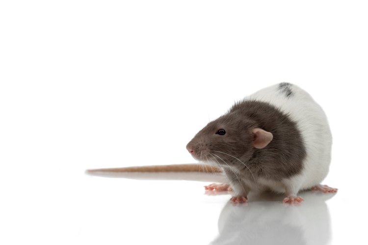 Saca a las ratas de tus paredes lo antes posible.