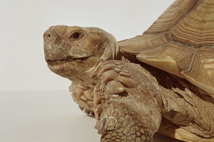 La tortuga sulcata requiere cuidados especiales.