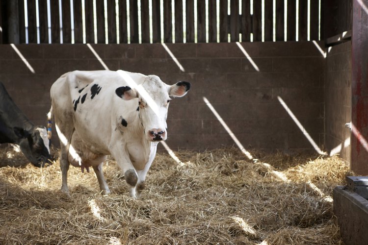 Vaca lechera.