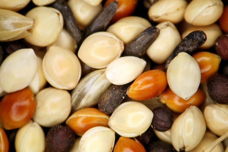 Las semillas de cártamo se usan en mezclas para alimento de aves.