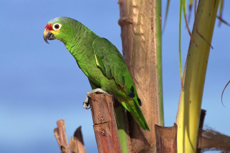 Los loros amazónicos de cabeza roja son más pequeños que la mayoría de los otros loros de la Amazonia.
