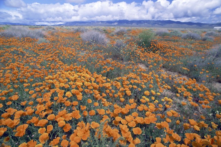 Escolzias coloridas florecen en el desierto de Mojave cada primavera.