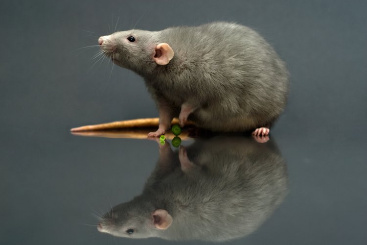 Repeler ratas y ratones.