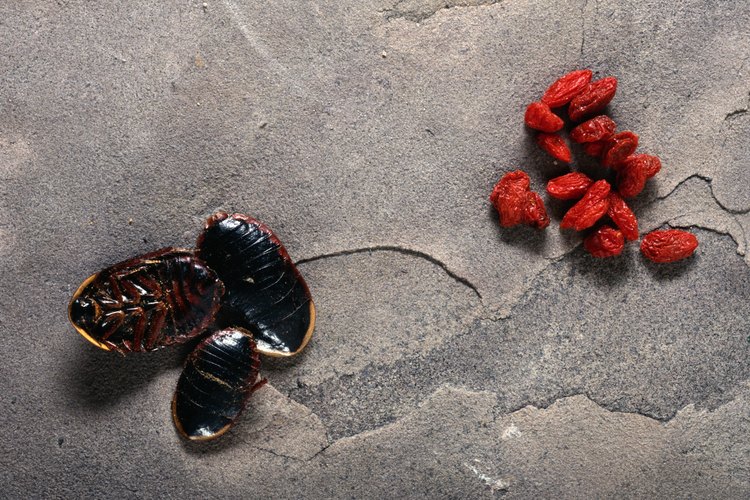 Insectos comestibles.