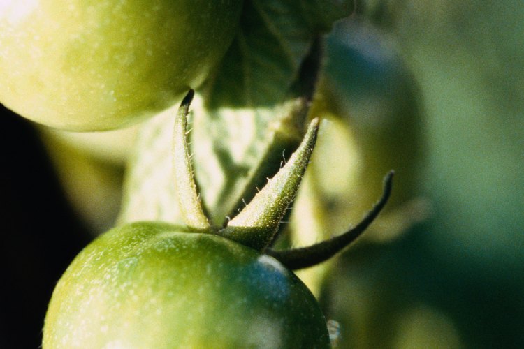 Logra tomates de gran tamaño con técnicas adecuadas de poda.