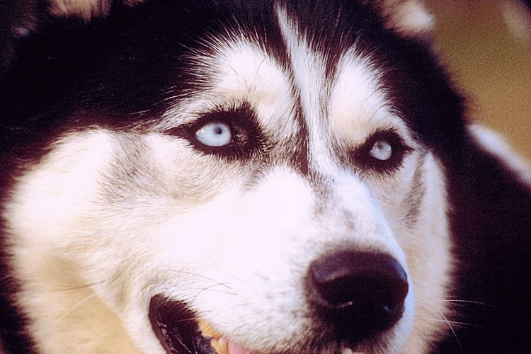 Muchos huskies poseen ojos azules distintivos.