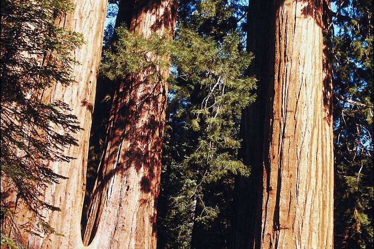 Haz tus caminata entre las arboledas de secuoyas de Quaking Aspen Campground.
