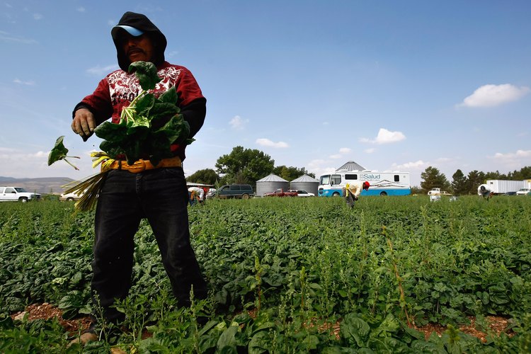 Los trabajadores agrícolas reciben atención de salud en las clínicas móviles de los Centros de Salud Familiar en Colorado en 2009.