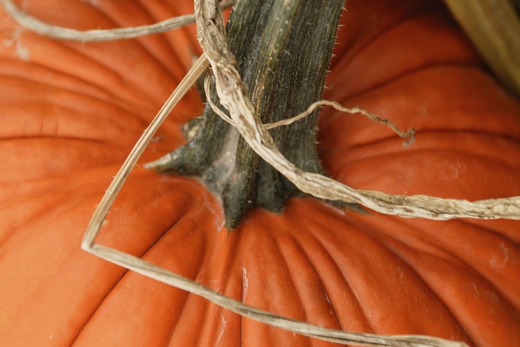Las calabazas son fáciles de cultivar pero tienen unas necesidades crecientes.
