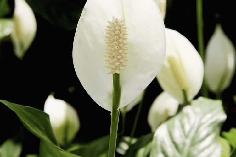 Cultiva el lirio de la paz.
