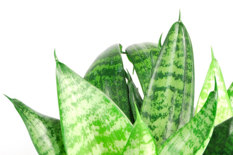 Planta.