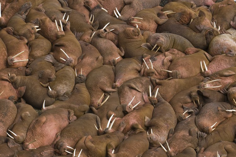 Los auténticos colmillos de marfil pueden valer miles de dólares.