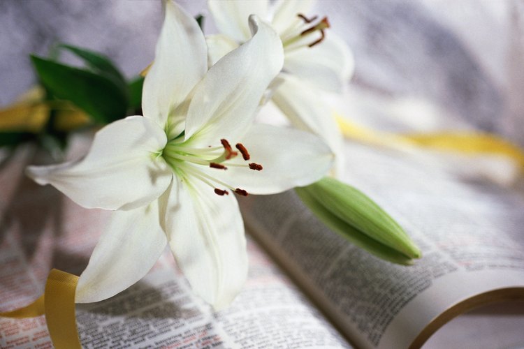 El lirio blanco también se conoce comúnmente como el lirio de la virgen.
