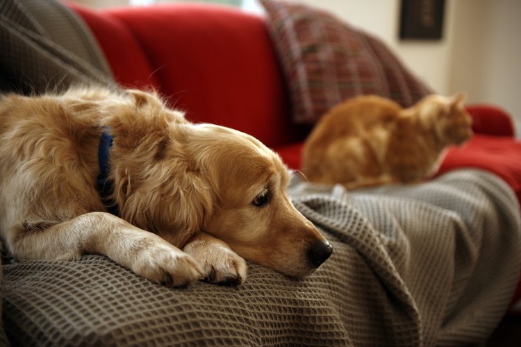 Los perros pueden sufrir del síndrome del intestino irritable.