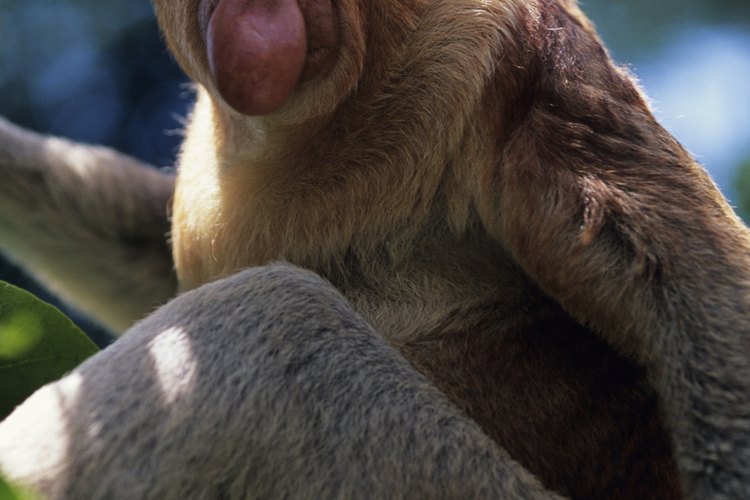 Las reservas han sido establecidas para proteger a los animales de las selvas.