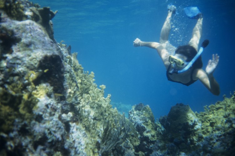 Sumérgete y explora el mundo submarino de Florida.