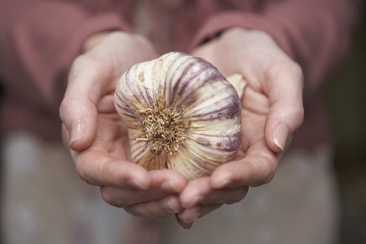 El ajo es fácil de cultivar y se desarrolla bajo tierra, similar a las cebollas.