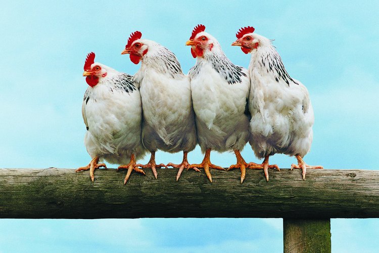 Un gallinero es el lugar donde las gallinas ponen sus huevos, duermen y anidan.