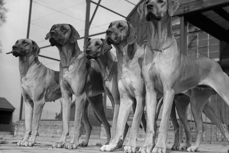 Los animales adultos jóvenes se benefician de una transición cuidadosa de la comida para cachorros.