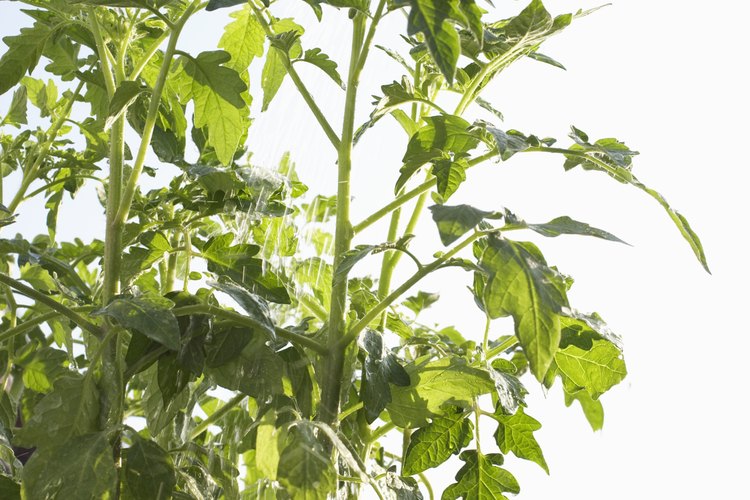 Recortar las ramas de tu planta de tomate se debe hacer con mucho cuidado.