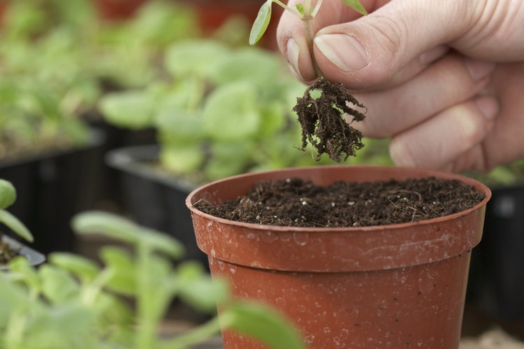 Las plantas en maceta y de exterior necesitan los mismos elementos básicos para prosperar.