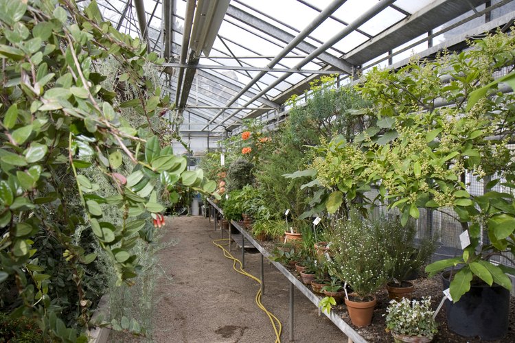 Las plantas transforman la energía de la luz en energía química durante la fotosíntesis.