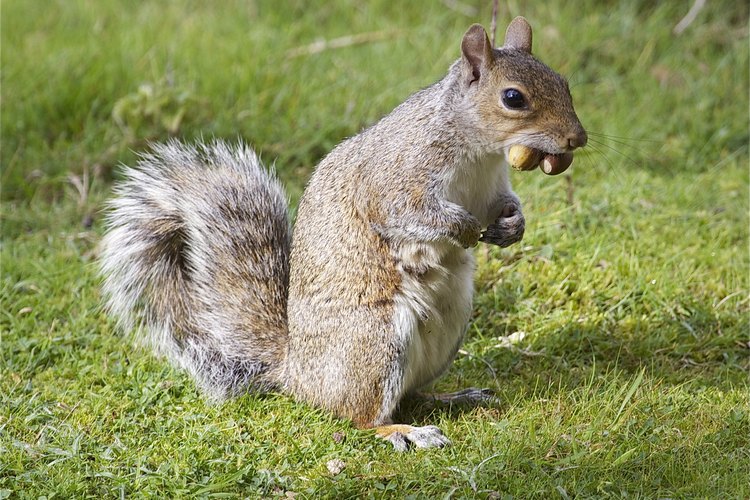 Una ardilla gris llevando dos bellotas en su boca.