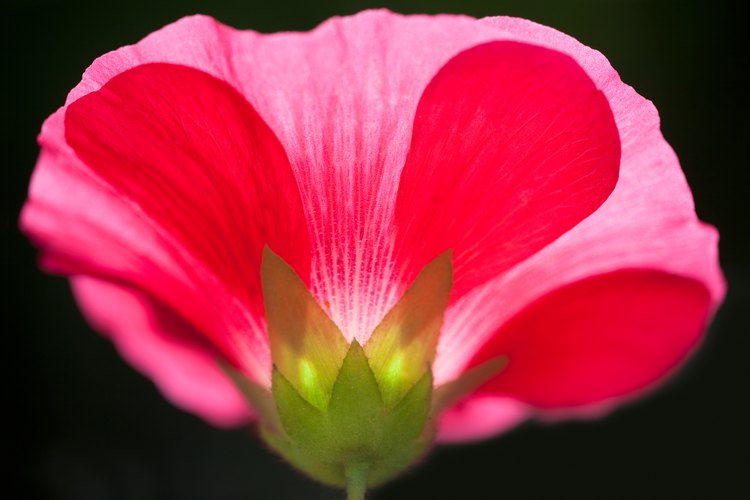 Las flores son las responsables de la reproducción de las palntas.