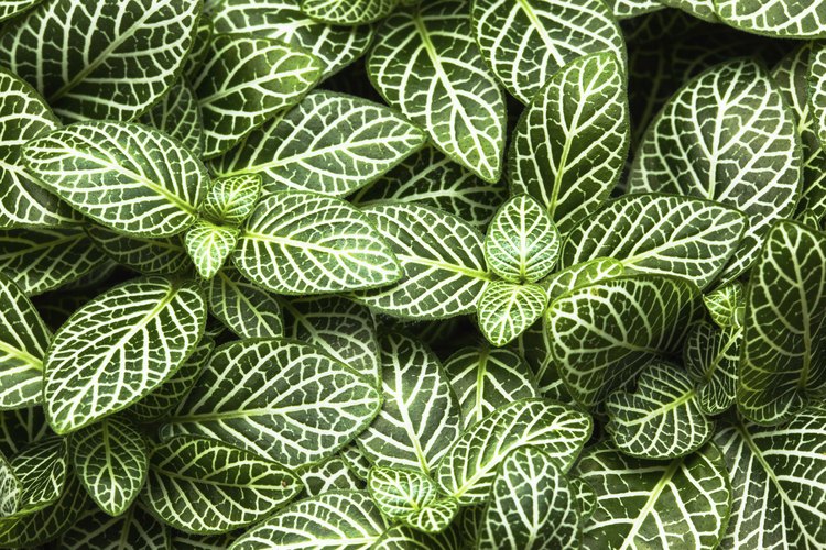 Las plantas de la variedad calathea tienen hojas con rayas blancas.