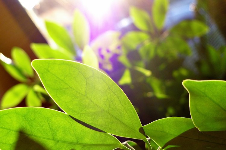 Las plantas convierten la glucosa en ácido pirúvico durante la glucólisis.