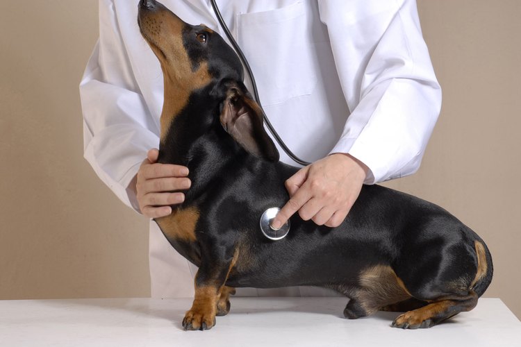 Un veterinario puede diagnosticar un colapso de tráquea.