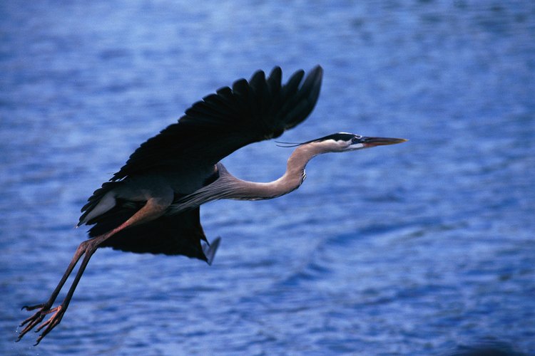 Observa a las garzas y muchas otras especies de aves en el Lago di Bolsena.