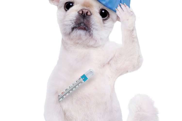 Cuida a tus mascotas como te cuidas a ti.