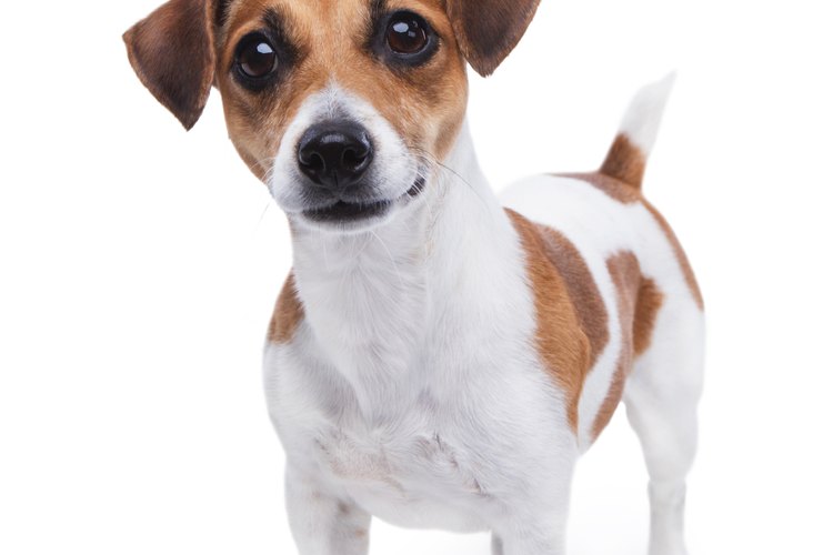 Una vez que sepas el tipo de problema auditivo que tiene tu perro, puedes comenzar el tratamiento con remedios caseros.