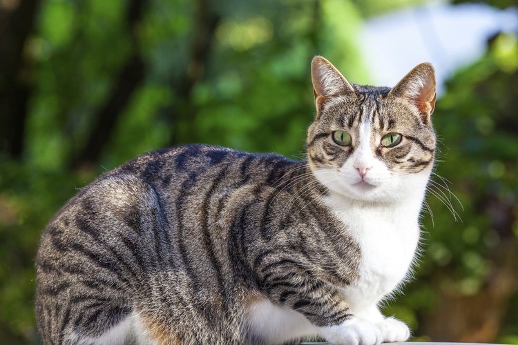 Los gatos marcan su territorio con una pequeña cantidad de orina, que tiene un olor acre que resulta particularmente molesto en climas cálidos.