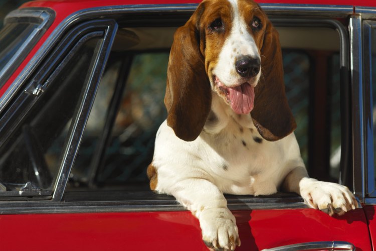 Con suerte, las únicas experiencias que tu perro tendrá con los automóviles incluirán subirse a pasear en uno.