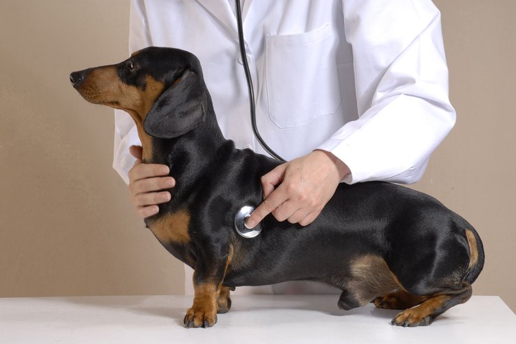 Lleva a tu perro al veterinario.