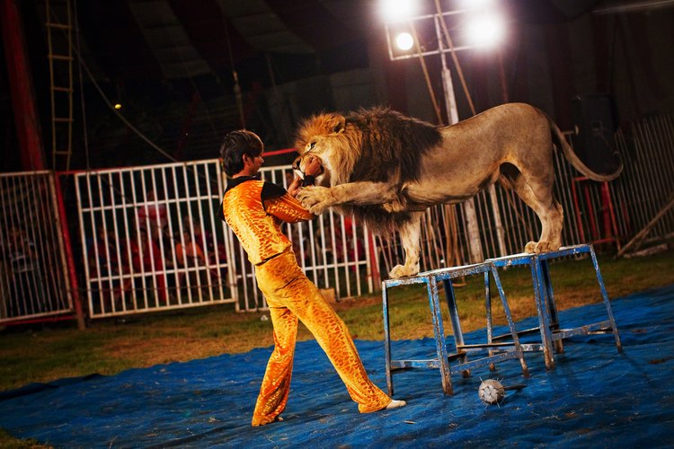Domador de leones.