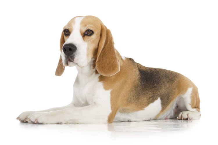 beagle