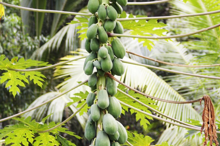 Una solución alternativa es cultivar plantas de papaya bisexuales auto-polinizantes.