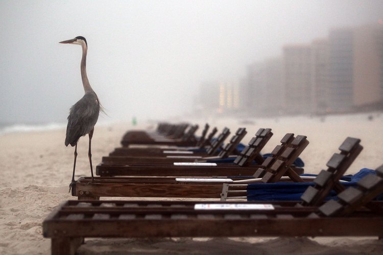 La naturaleza y el desarrollo co-existen en la Baja Alabama.