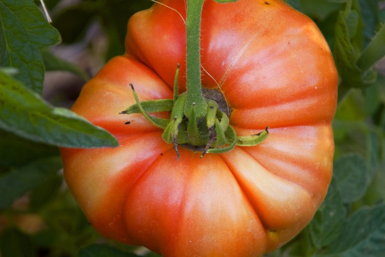 Los tomates pueden desarrollarse bien en macetas, contenedores y suelos poco profundos.
