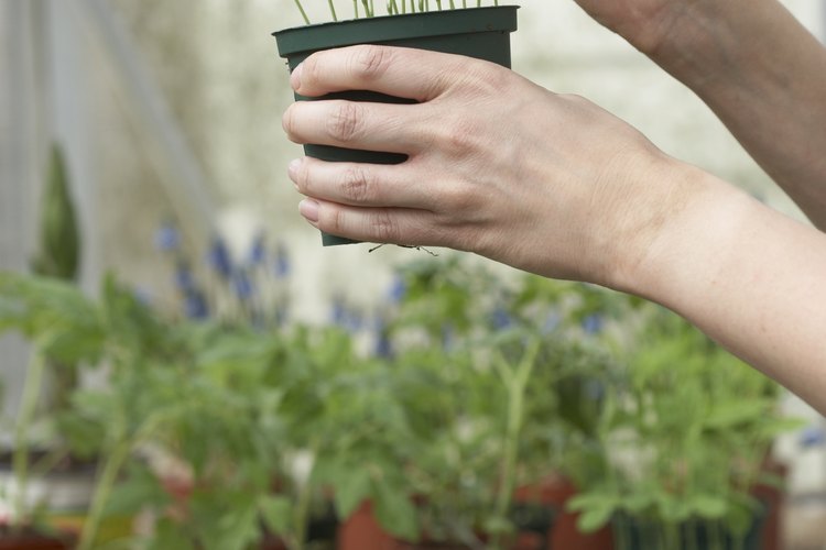 Una de las ventajas de utilizar un invernadero es que puedes eliminar las plagas del jardín.