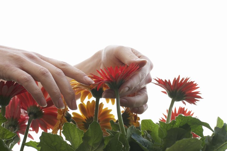 Estas florecillas de rayo tienen un borde de dos labios y vienen en colores muy brillantes que van del rosa al naranja.