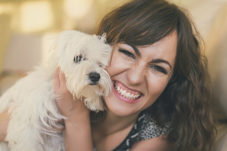 Los perros Malteses necesitan aseo frecuente y recorte de cabello.